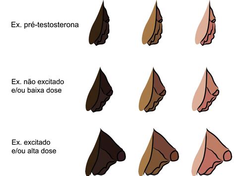 Testosterone HRT and Bottom Growth